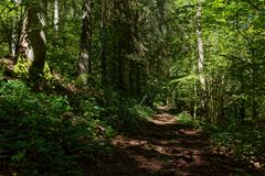 Waldmotive, hier: Sommerimpressionen auf einem Waldpfad