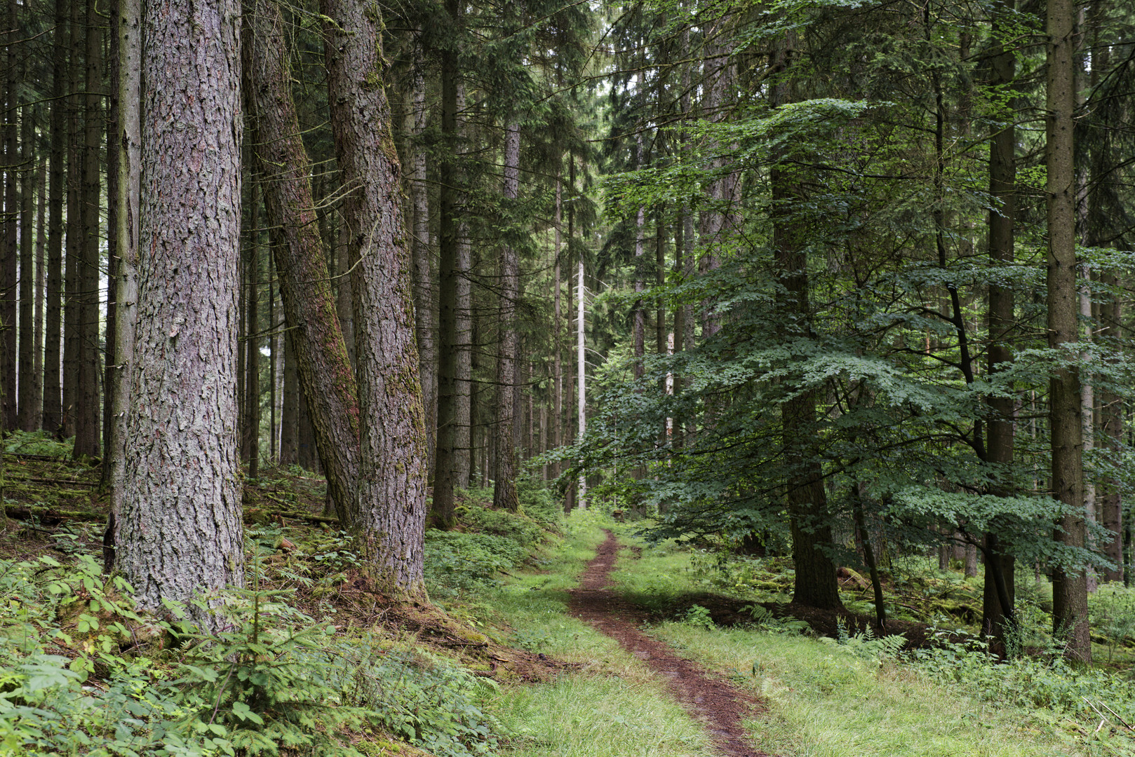 Waldmotive, hier: Sommerimpressionen auf einem Waldpfad