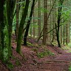 Waldmotive, hier: Sommerimpressionen auf einem Waldpfad (2)