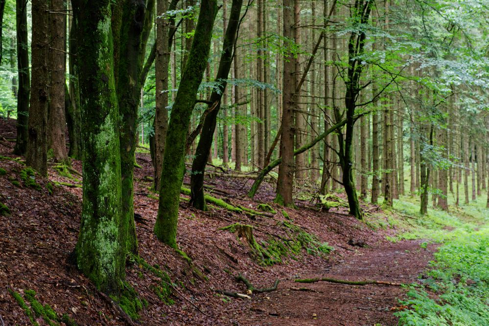 Waldmotive, hier: Sommerimpressionen auf einem Waldpfad (2)