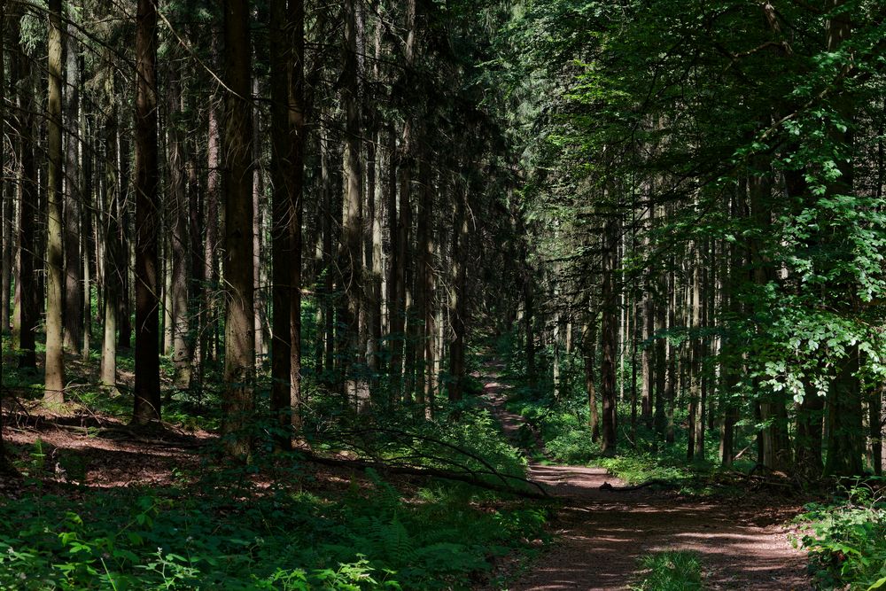 Waldmotive, hier: Sommerimpressionen auf einem Waldpfad (2)