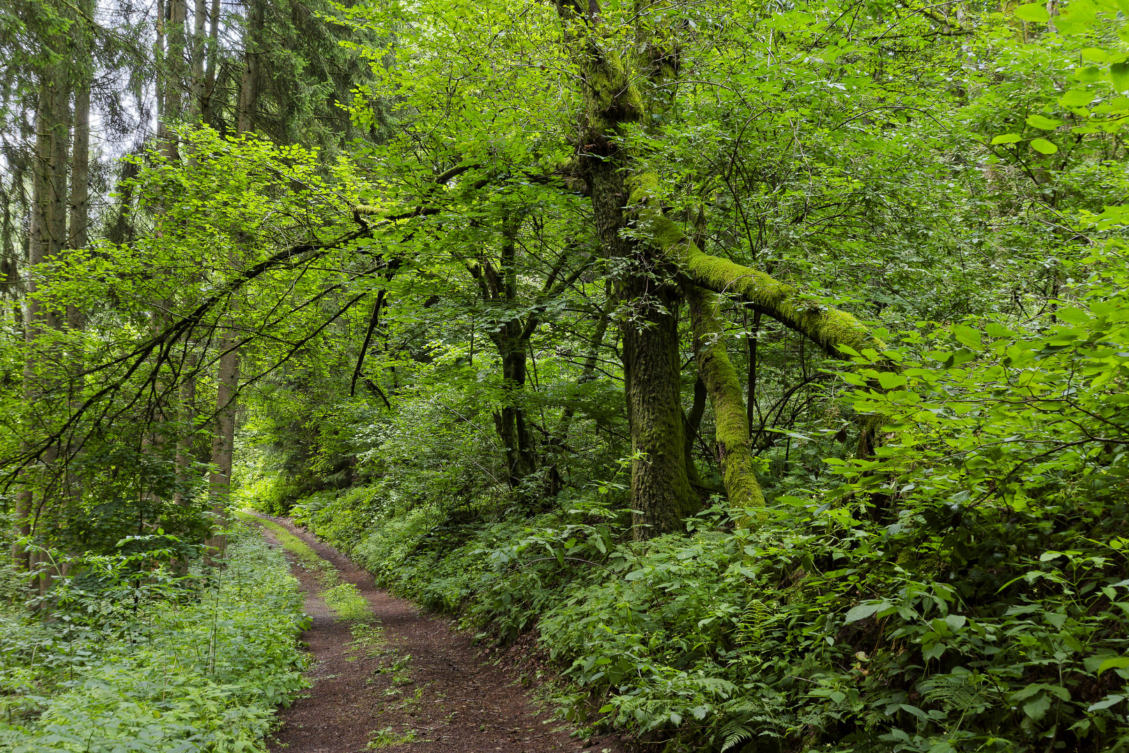 Waldmotive, hier: Sommerimpressionen auf einem Waldpfad (2)