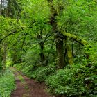 Waldmotive, hier: Sommerimpressionen auf einem Waldpfad (2)