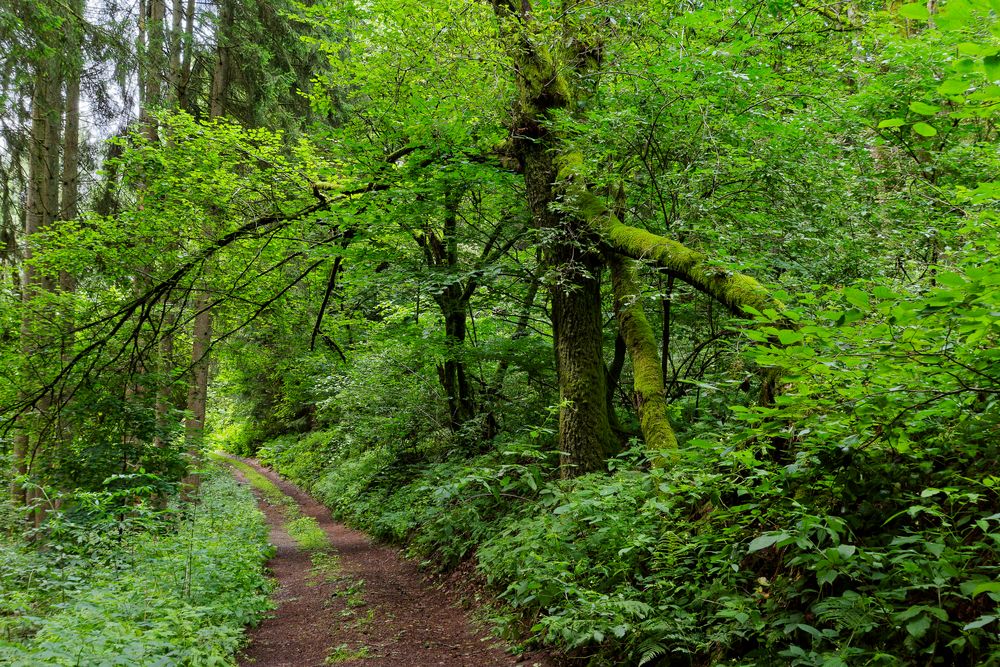 Waldmotive, hier: Sommerimpressionen auf einem Waldpfad (2)