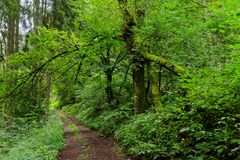 Waldmotive, hier: Sommerimpressionen auf einem Waldpfad (2)