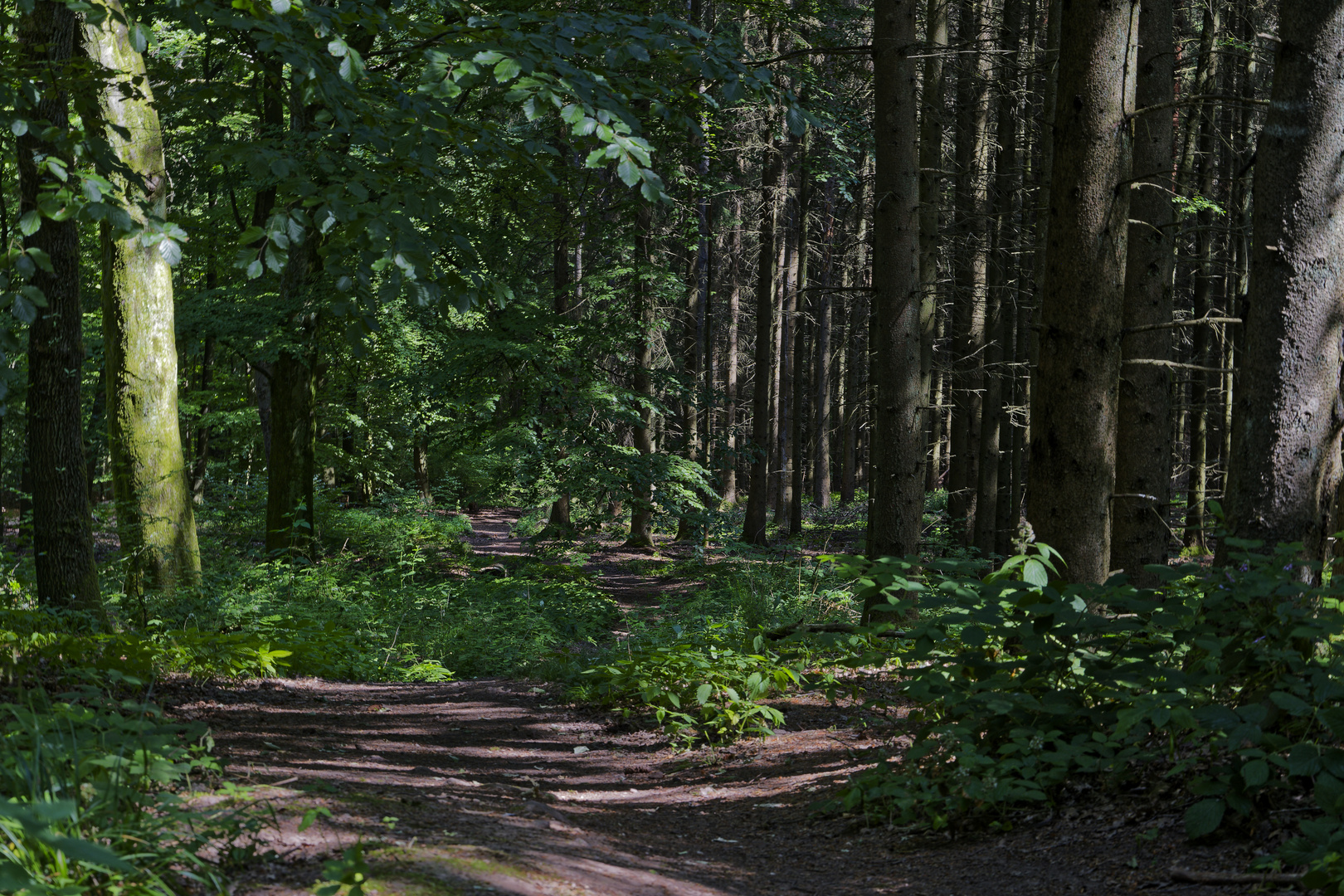 Waldmotive, hier: Sommerimpressionen auf einem Waldpfad