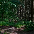 Waldmotive, hier: Sommerimpressionen auf einem Waldpfad