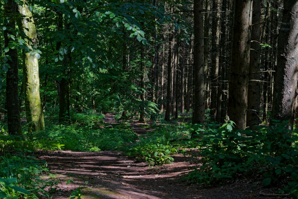 Waldmotive, hier: Sommerimpressionen auf einem Waldpfad