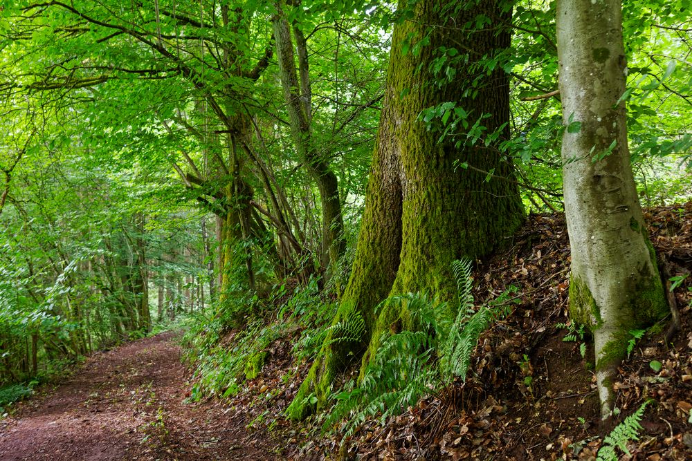 Waldmotive, hier: Sommerimpressionen auf einem Waldpfad