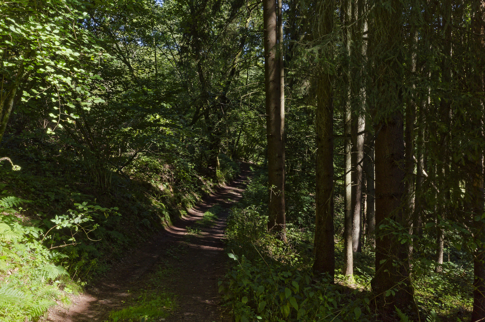 Waldmotive, hier: Sommerimpressionen auf einem Waldpfad