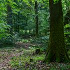 Waldmotive, hier: Sommerimpressionen im Laubwald (2)