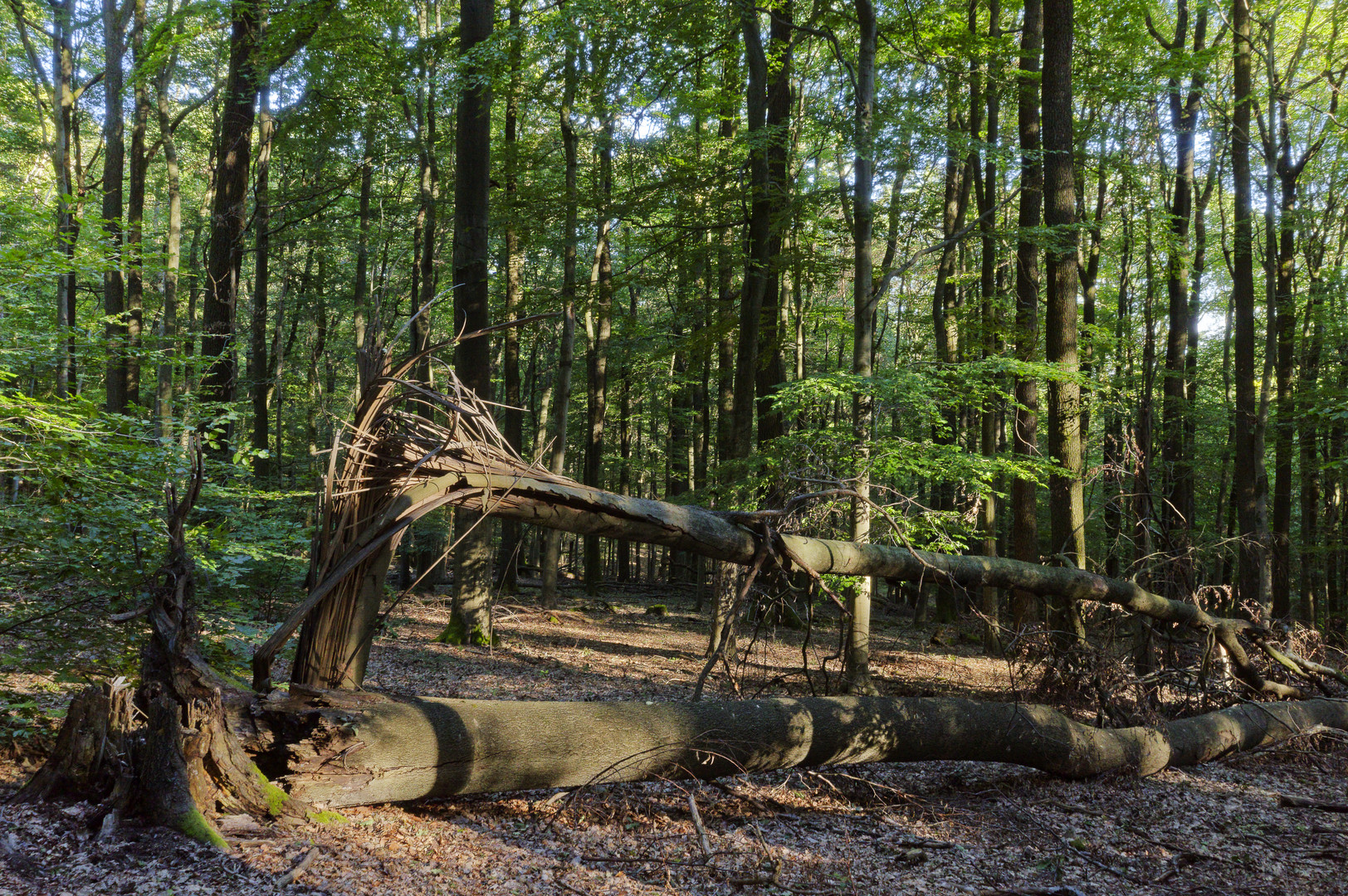 Waldmotive, hier: Sommerimpressionen im Laubwald (2)