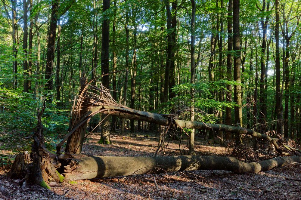 Waldmotive, hier: Sommerimpressionen im Laubwald (2)