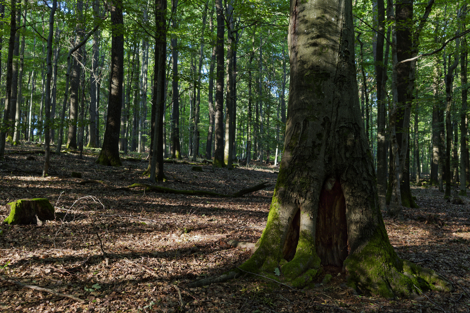 Waldmotive, hier: Sommerimpressionen im Laubwald (3)