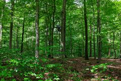 Waldmotive, hier: Sommerimpressionen im Laubwald