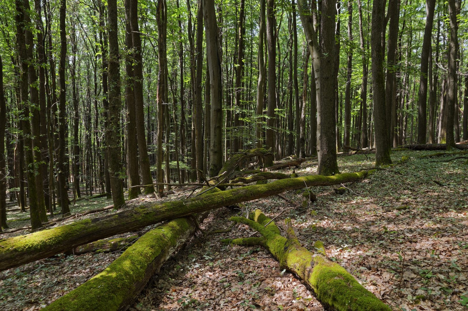 Waldmotive, hier: Sommerimpressionen im Laubwald