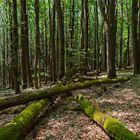 Waldmotive, hier: Sommerimpressionen im Laubwald