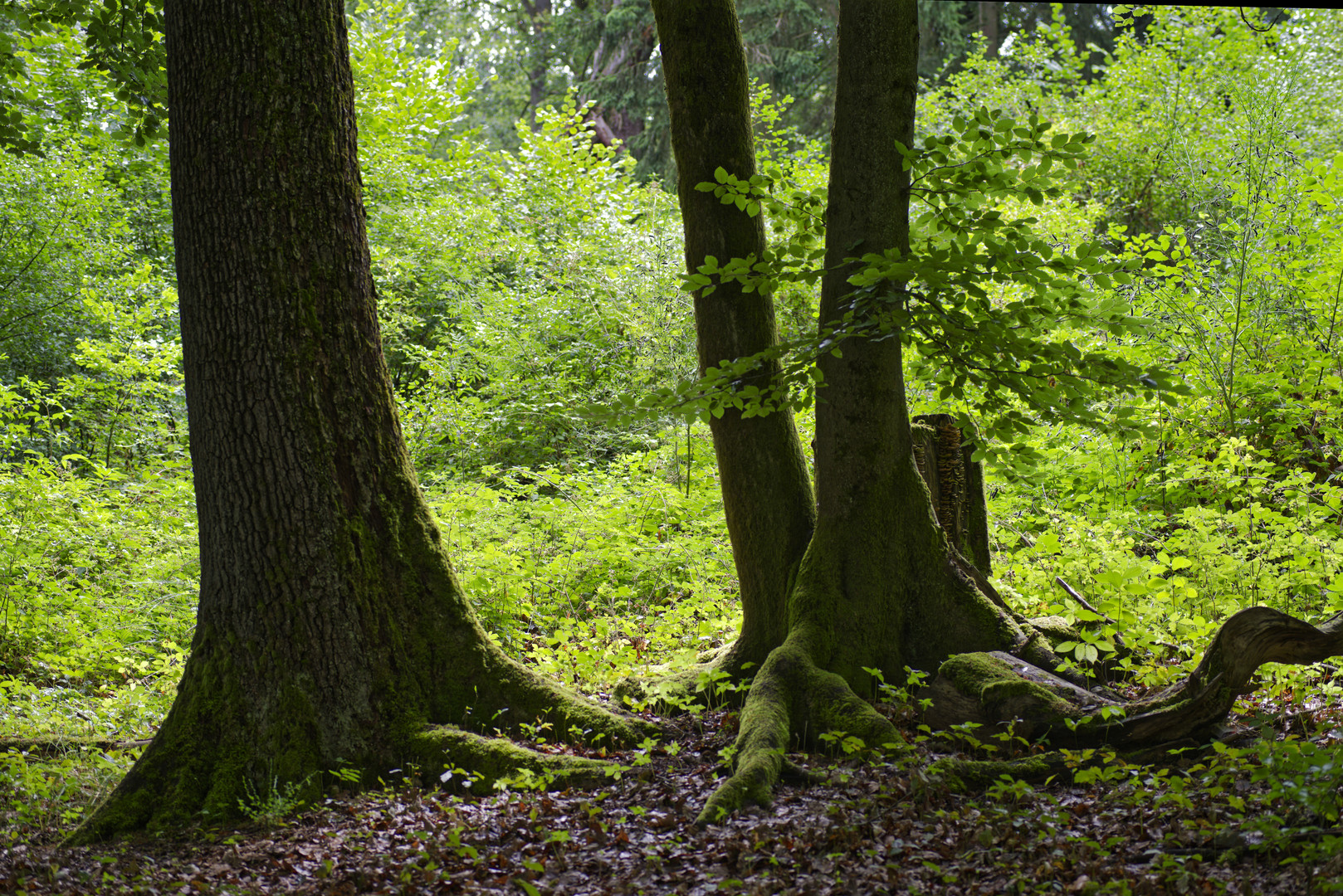 Waldmotive, hier: Sommerimpressionen im Laubwald