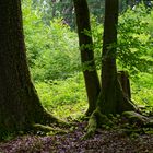 Waldmotive, hier: Sommerimpressionen im Laubwald