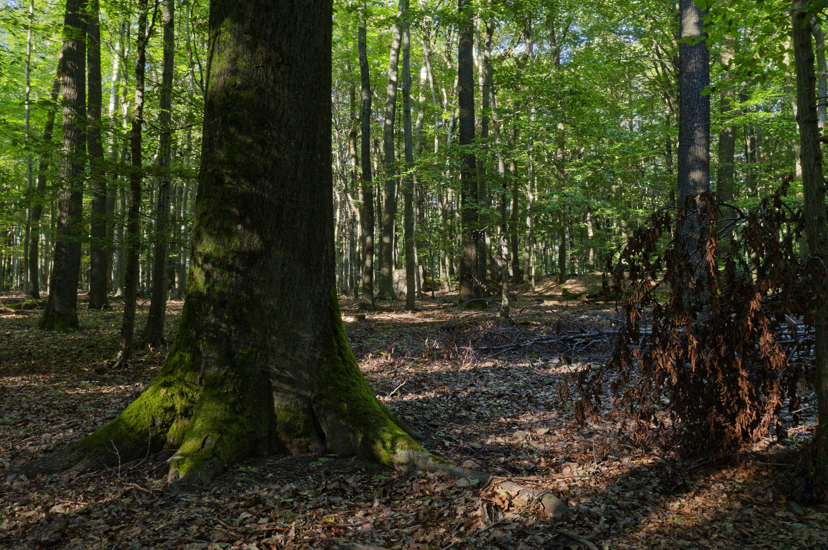 Waldmotive, hier: Sommerimpressionen im Laubwald