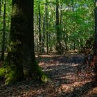 Waldmotive, hier: Sommerimpressionen im Laubwald