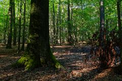 Waldmotive, hier: Sommerimpressionen im Laubwald