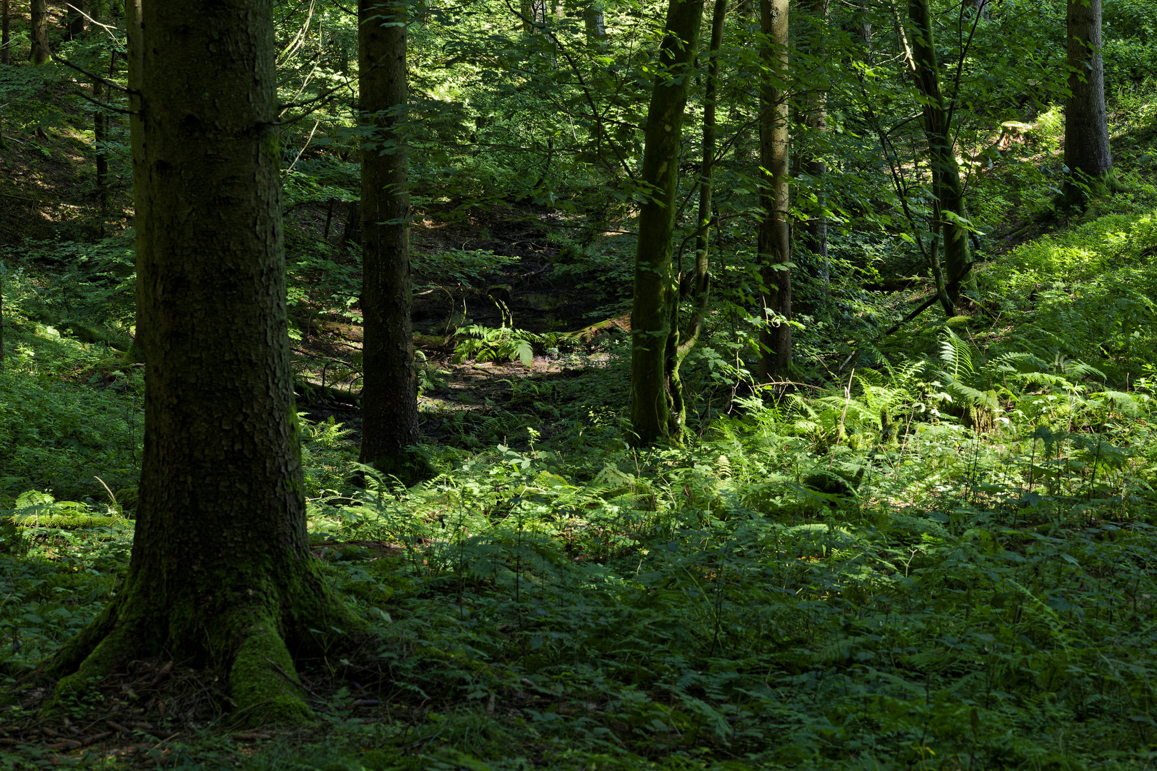 Waldmotive, hier: Sommerimpressionen im Wald