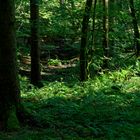 Waldmotive, hier: Sommerimpressionen im Wald
