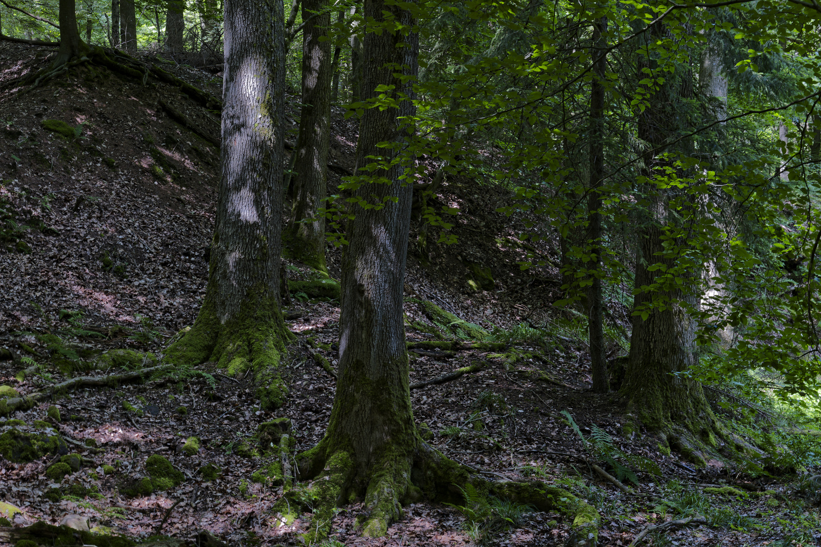 Waldmotive, hier: Sommerimpressionen im Wald