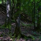 Waldmotive, hier: Sommerimpressionen im Wald