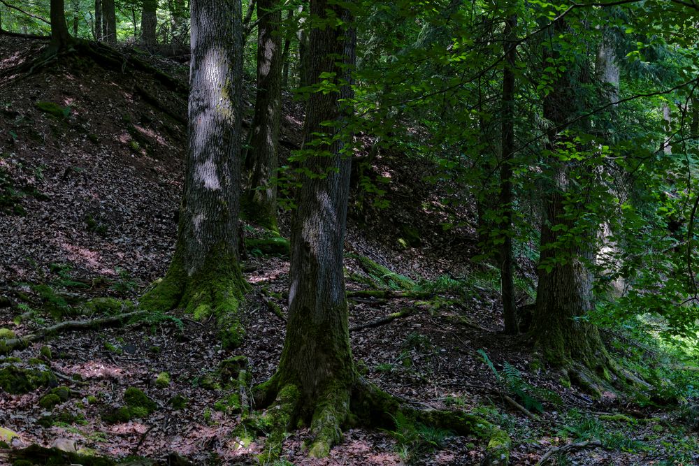 Waldmotive, hier: Sommerimpressionen im Wald