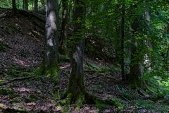 Waldmotive, hier: Sommerimpressionen im Wald