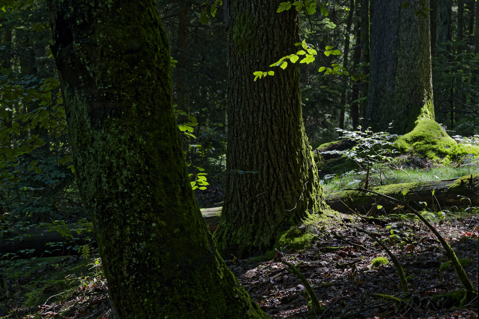 Waldmotive, hier: Sommerimpressionen im Wald