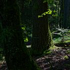 Waldmotive, hier: Sommerimpressionen im Wald