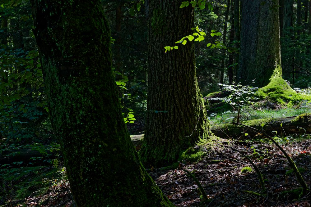 Waldmotive, hier: Sommerimpressionen im Wald