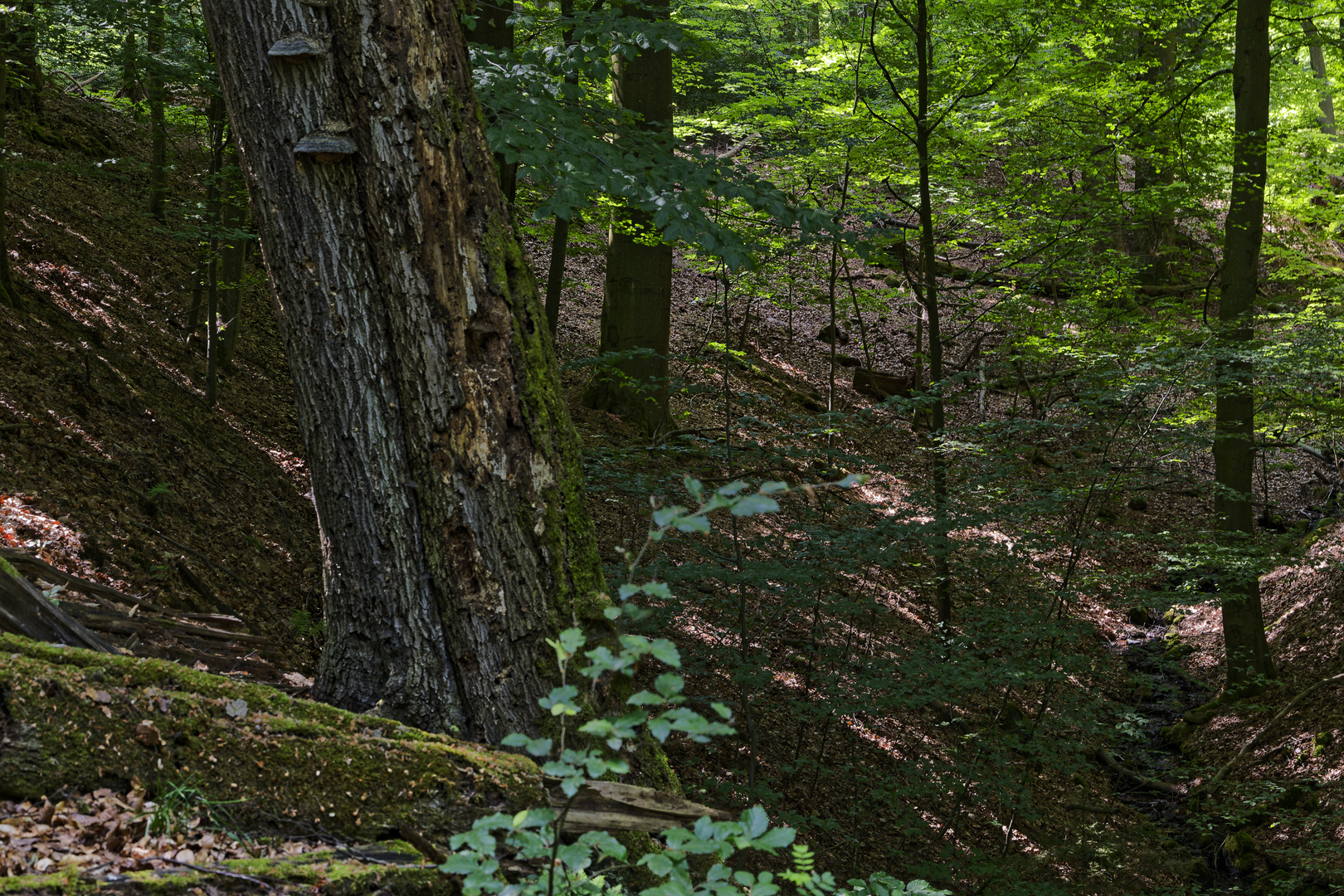 Waldmotive, hier: Sommerimpressionen im Wald