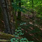 Waldmotive, hier: Sommerimpressionen im Wald