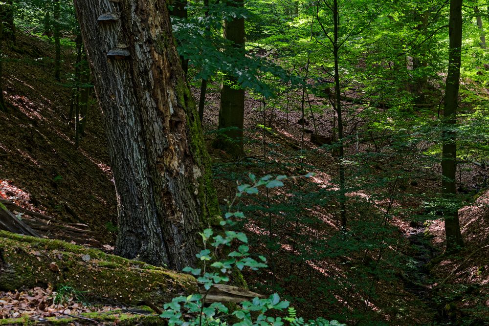 Waldmotive, hier: Sommerimpressionen im Wald