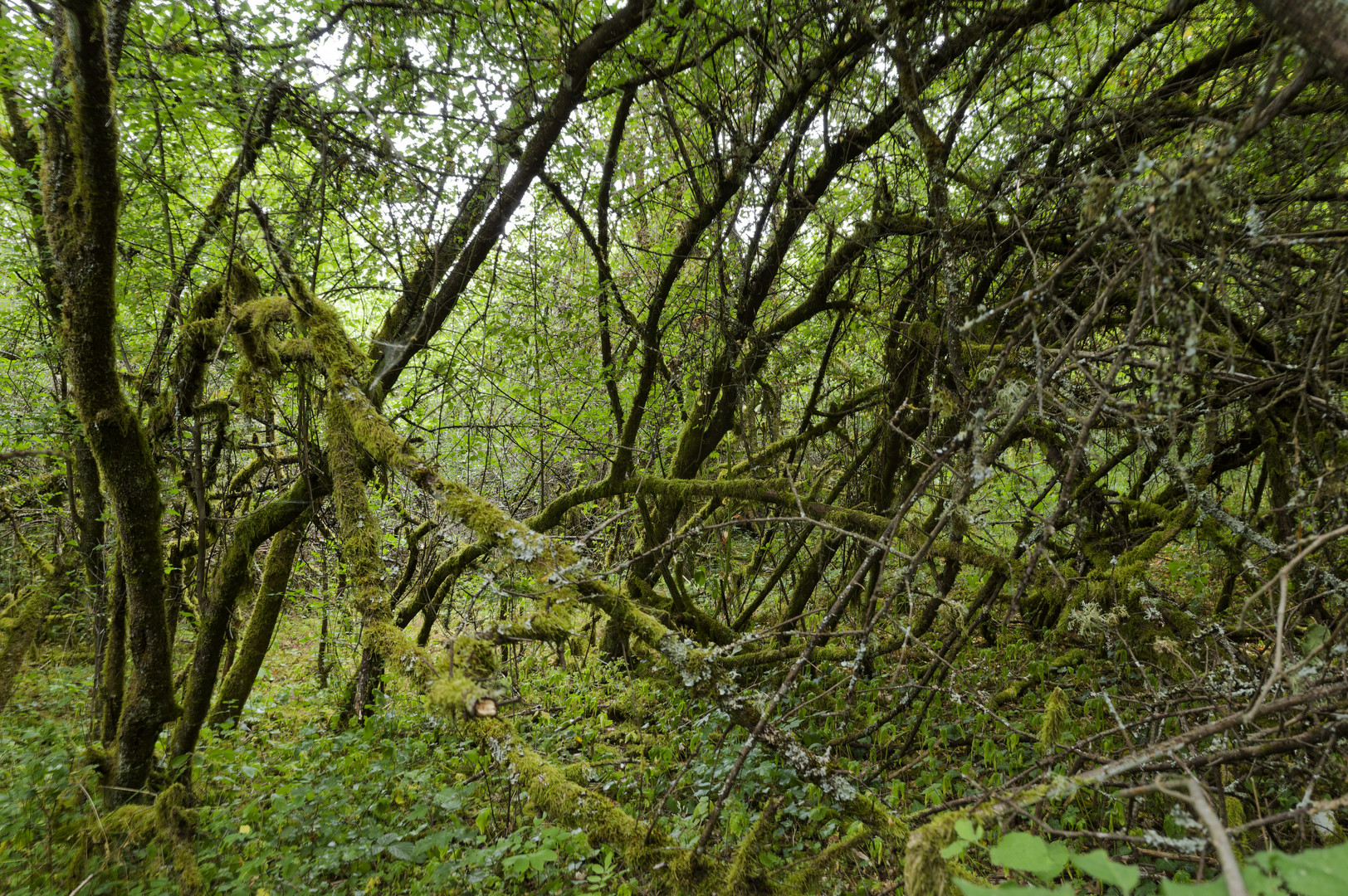 Waldmotive, hier: Sommerimpressionen in den Mooswelten