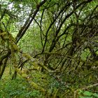 Waldmotive, hier: Sommerimpressionen in den Mooswelten