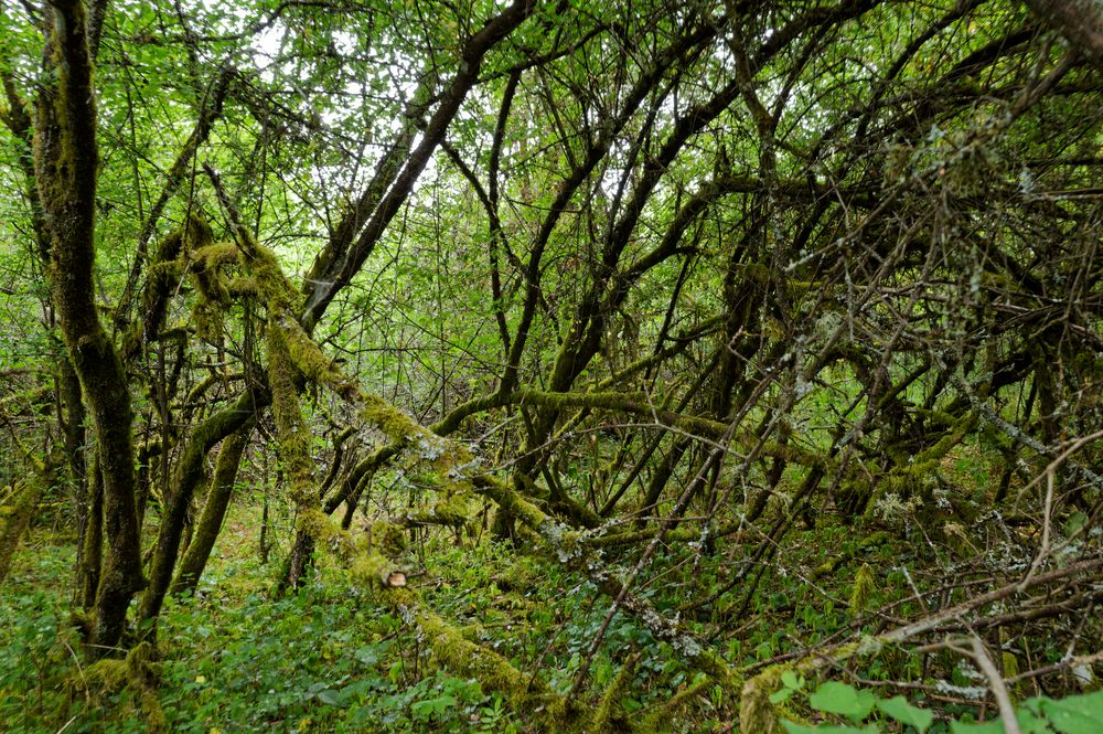 Waldmotive, hier: Sommerimpressionen in den Mooswelten