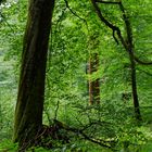 Waldmotive, hier: Sommerlicht im Laubwald