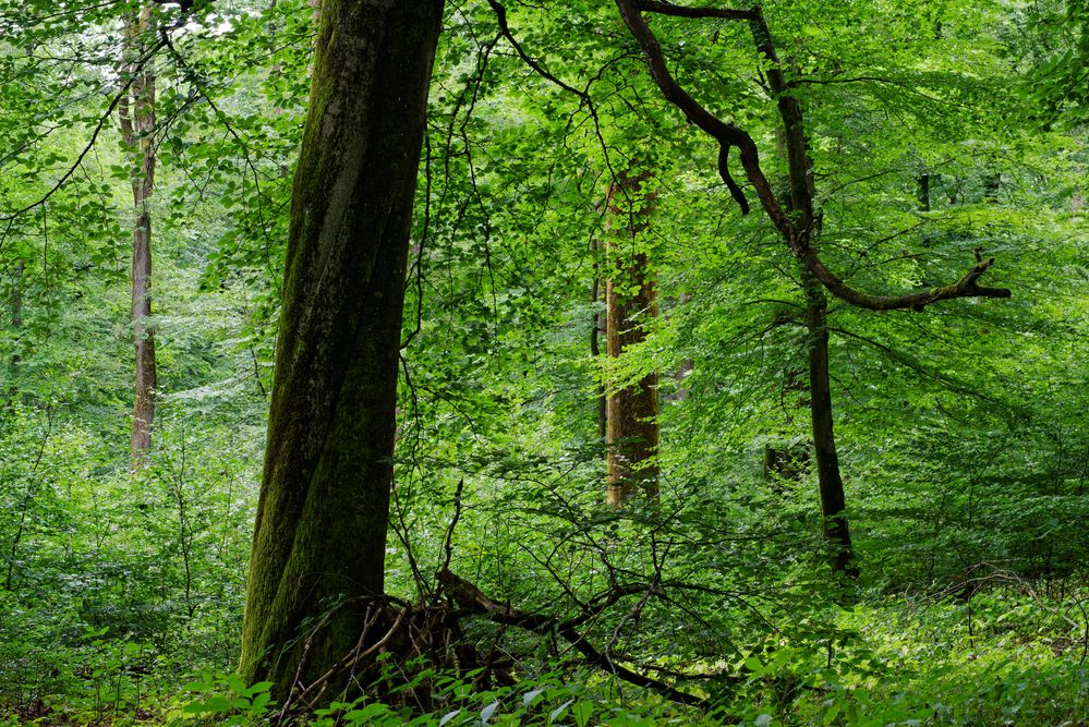 Waldmotive, hier: Sommerlicht im Laubwald