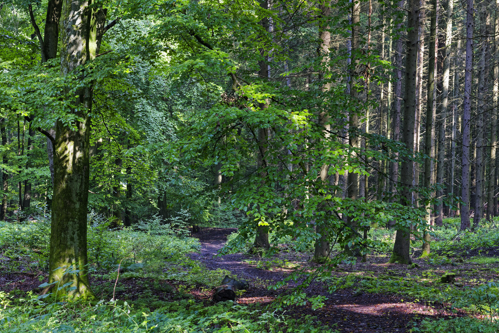 Waldmotive, hier: Sommerlicht im Wald