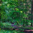 Waldmotive, hier: Sommerlicht im Wald