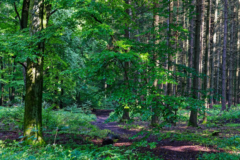 Waldmotive, hier: Sommerlicht im Wald