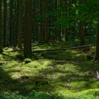 Waldmotive, hier: Sommerlicht in den Mooswelten