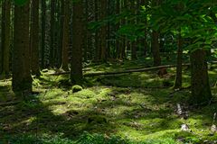 Waldmotive, hier: Sommerlicht in den Mooswelten