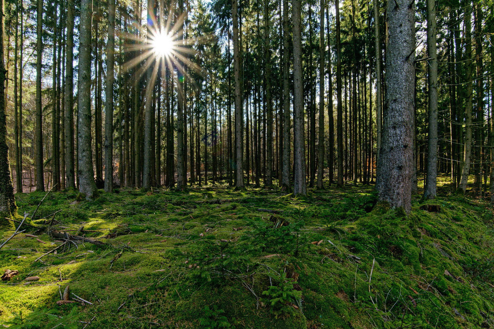 Waldmotive, hier: Sonnenstern im Fichtenwald