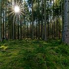 Waldmotive, hier: Sonnenstern im Fichtenwald